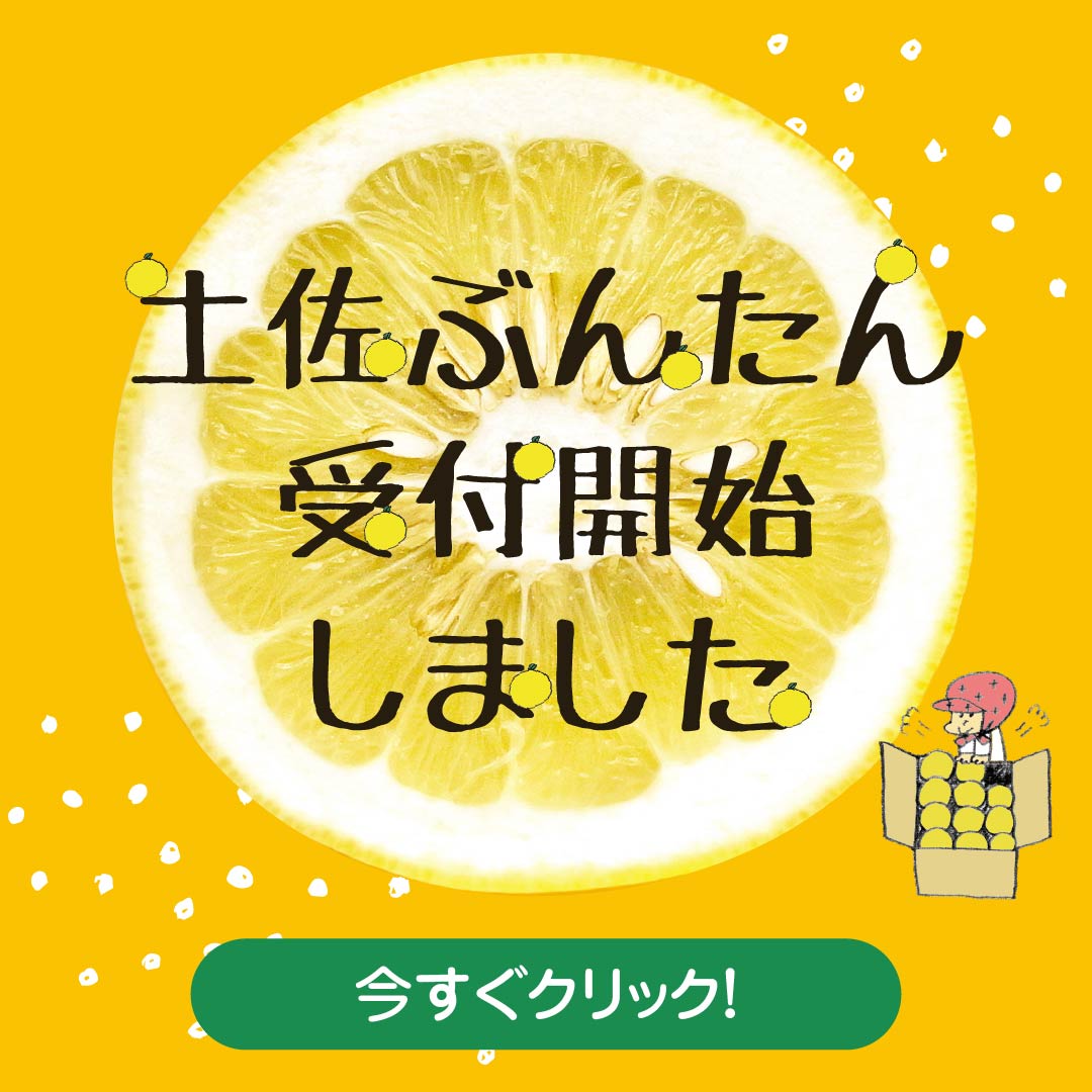  土佐文旦販売開始